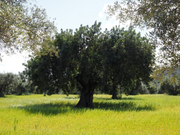 ⁦בעקבות עץ הזית⁩ – תמונה ⁦2⁩